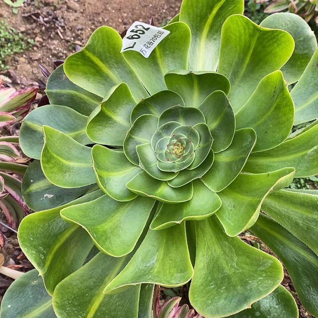 652暴君多肉植物