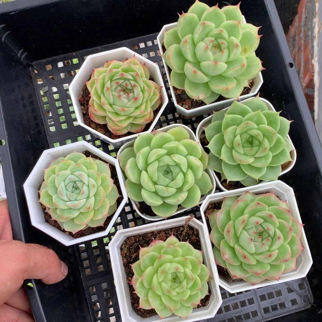 1017- 67套餐一组