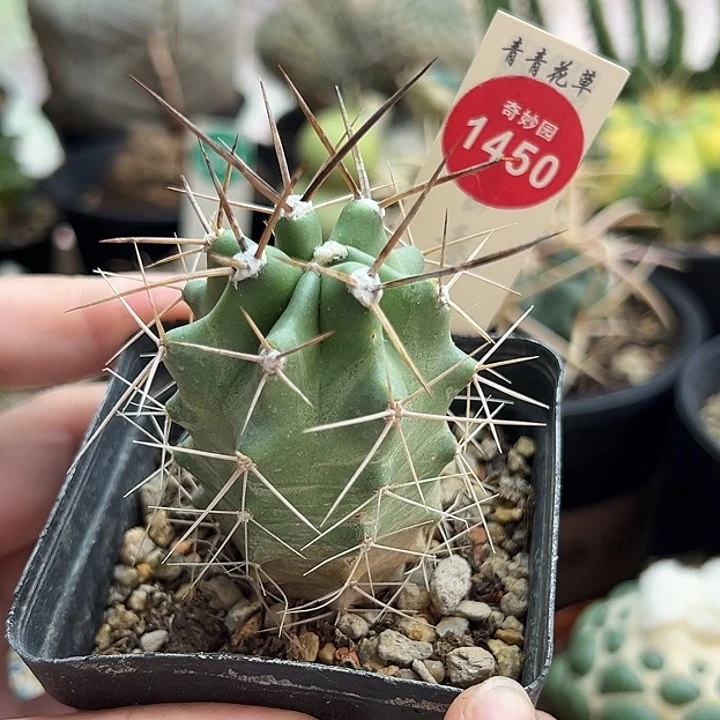 实生狂刺篝火虾一棵仙人球