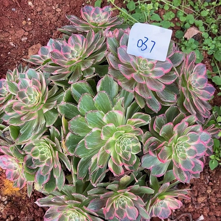 037万花筒朵朵发发发