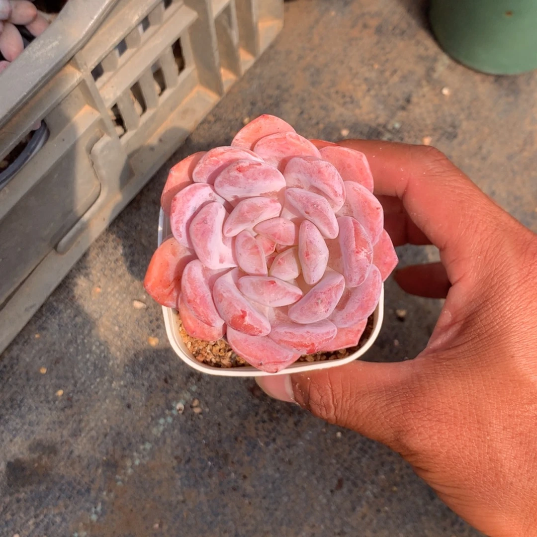 我们是真的没有关系哦兄弟不