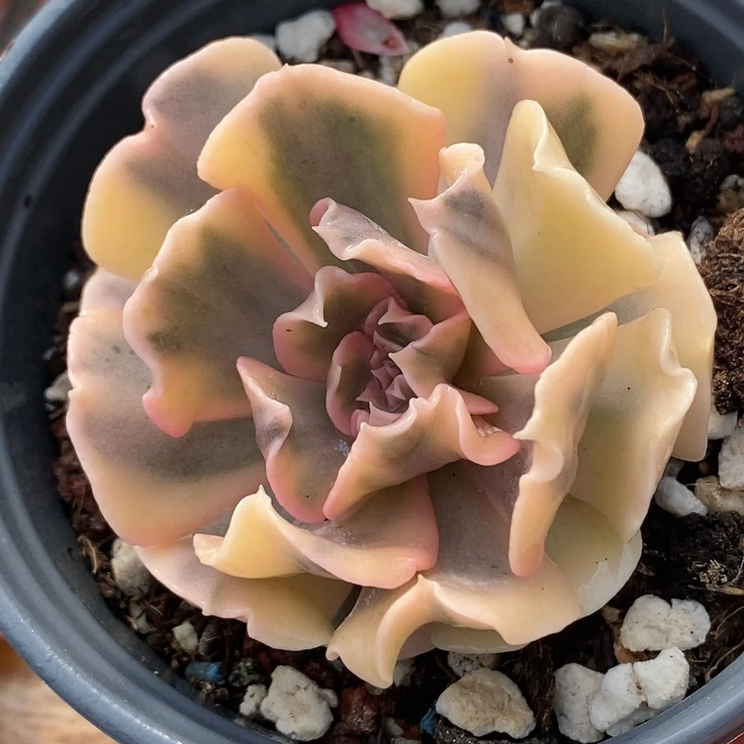 利比里亚锦 小方花圃一物一拍