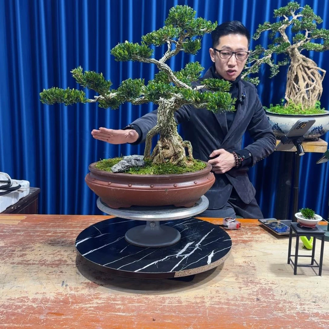 黄杨室内室外盆景艺术