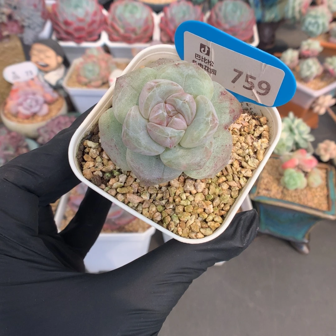 759 冰玉石化多肉