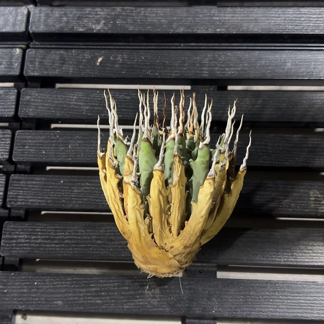 无花朵曲刺妖炎生桩750折后价