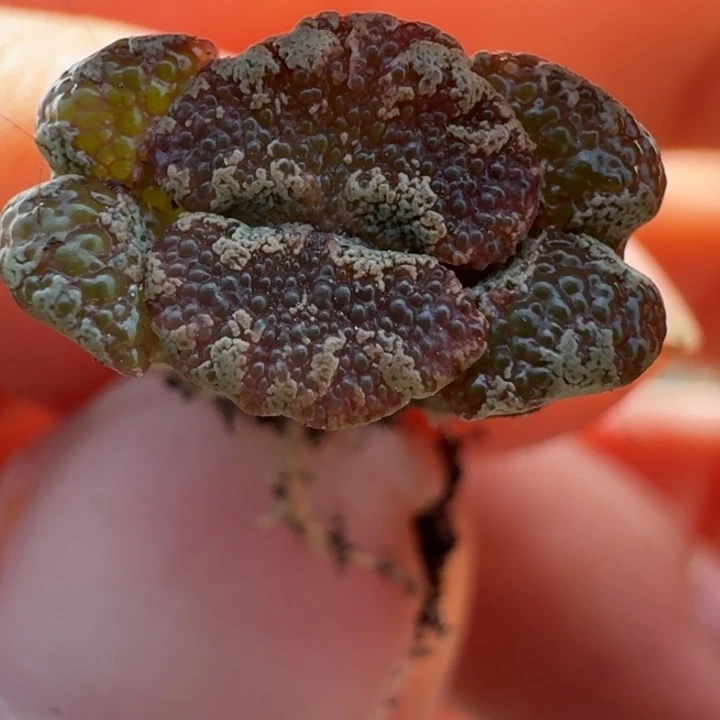 2104泡泡勋章三头一颗