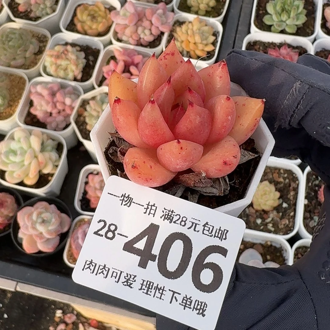 香槟杂无盆土发货