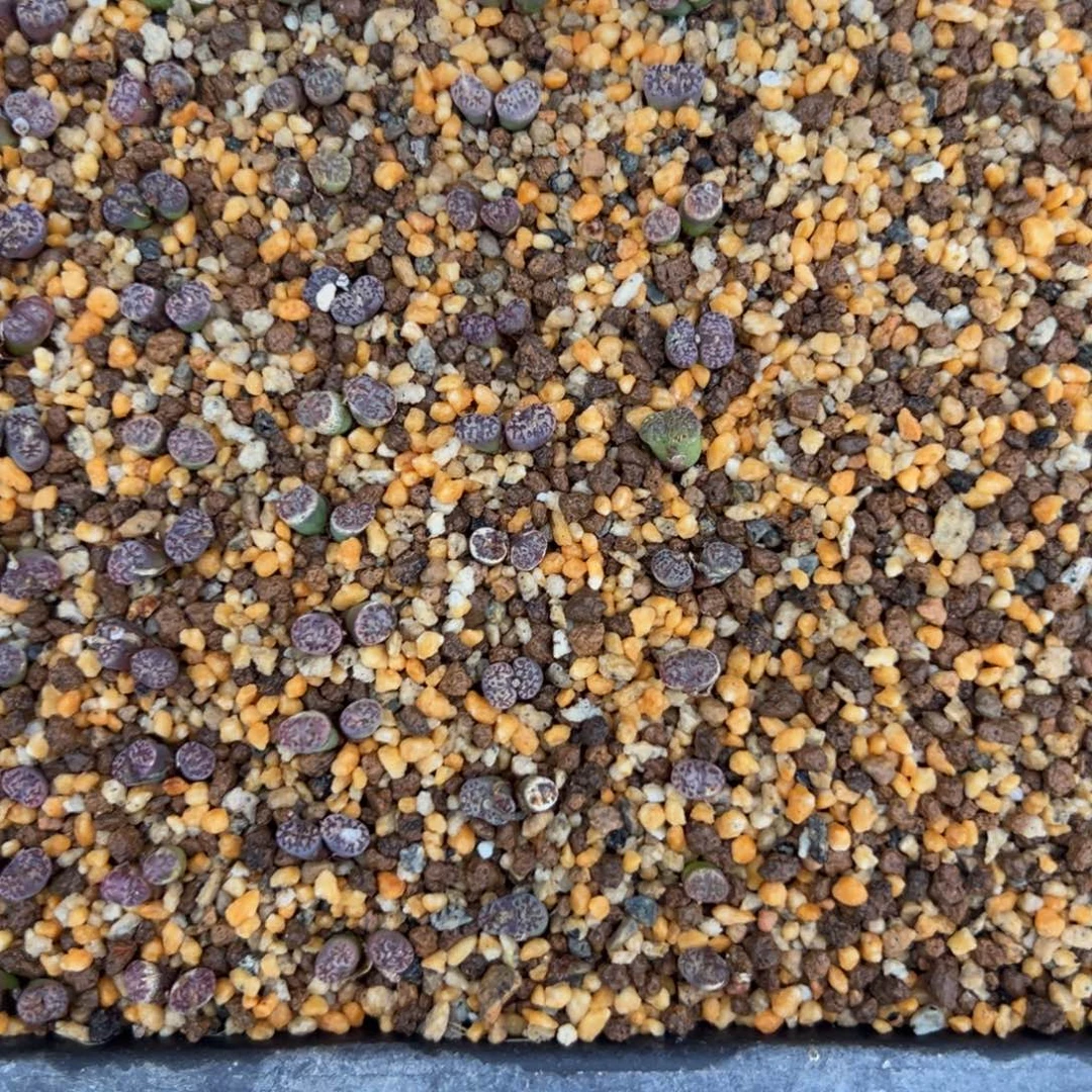 23-129量拍m003勋章一竖排