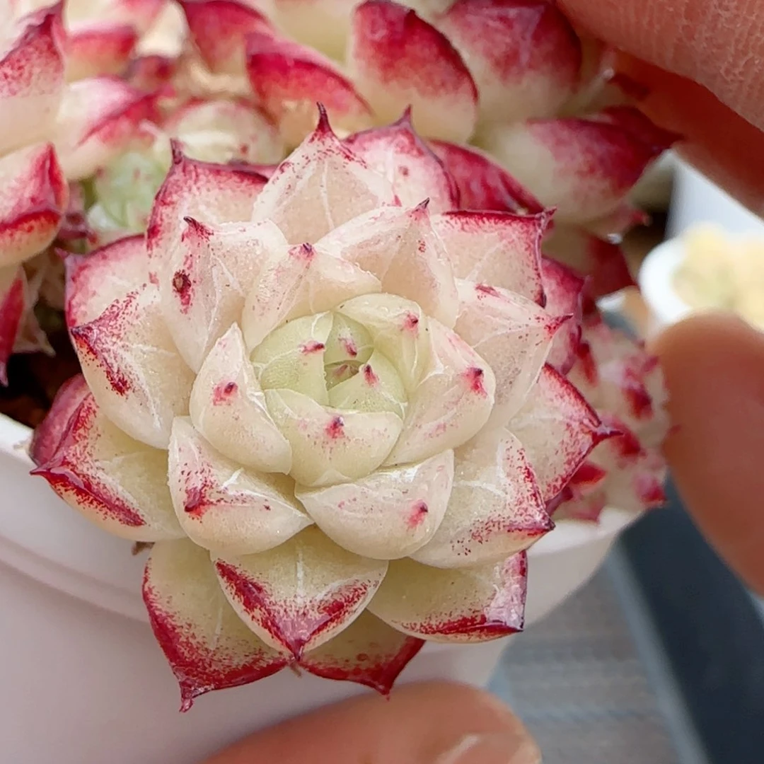 【闪购商品】0209-79边线孤品