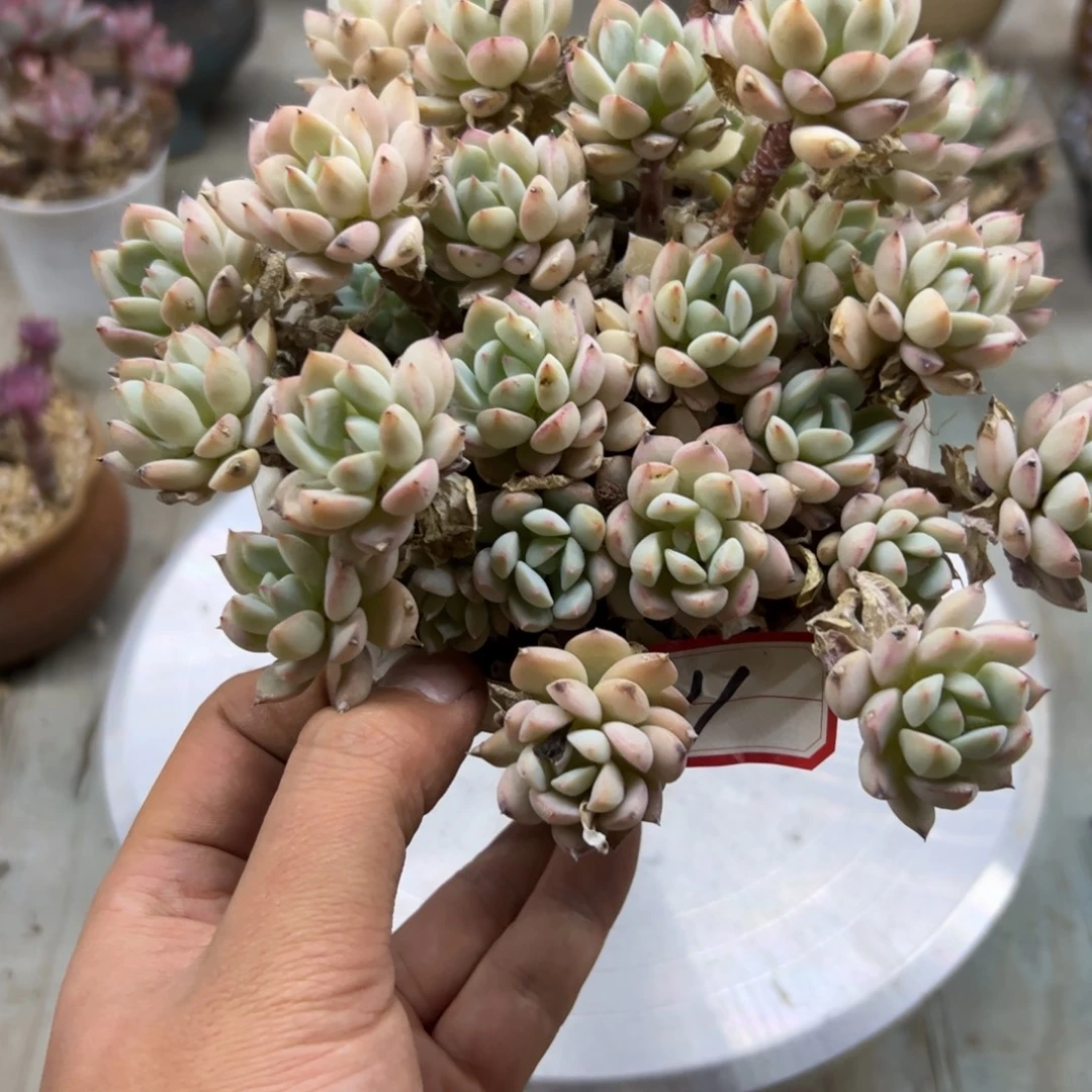 多肉18 零零多肉植物