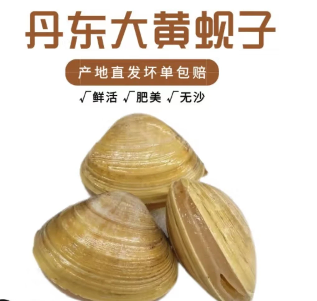 丹东大黄蚬子5斤（19-24个/斤）顺丰京东包邮95%吐沙率现捞现发