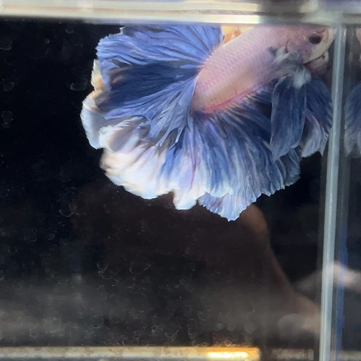 斗鱼13号清货低价，星黛露大耳