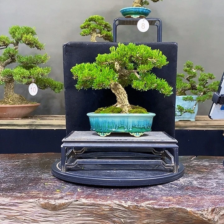 无花朵黄杨盆景四季常青