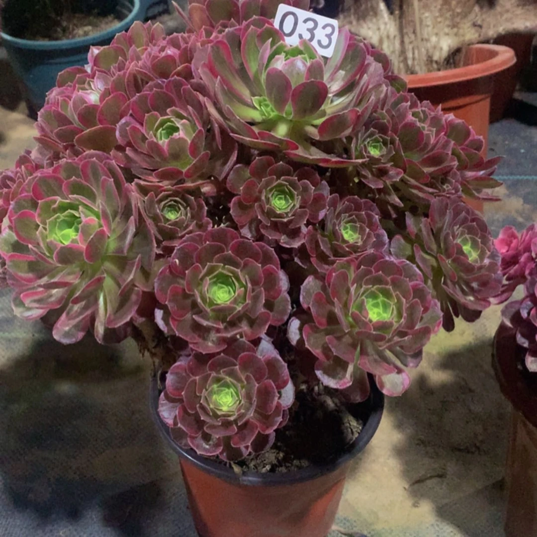 【闪购商品】33安娜，老桩