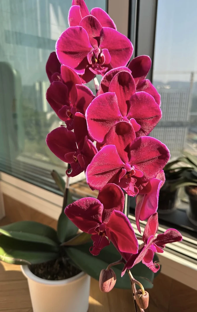 《牛记黑脸》3.5寸带花剑发货（品种易自然开裂无售后，介意勿拍）