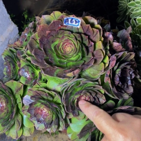 万拉丝多肉植物62多肉不包断