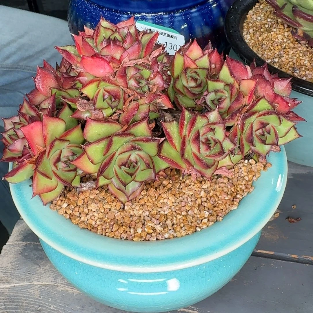 从前慢多肉精选编号0929.130