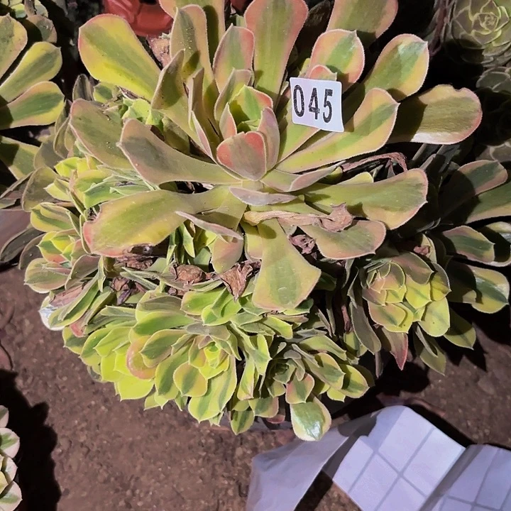 045红袖多肉植物不售后