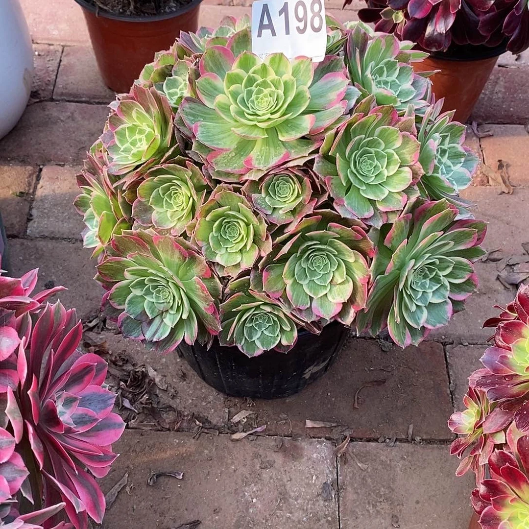 青***y水蜜桃多肉法师198