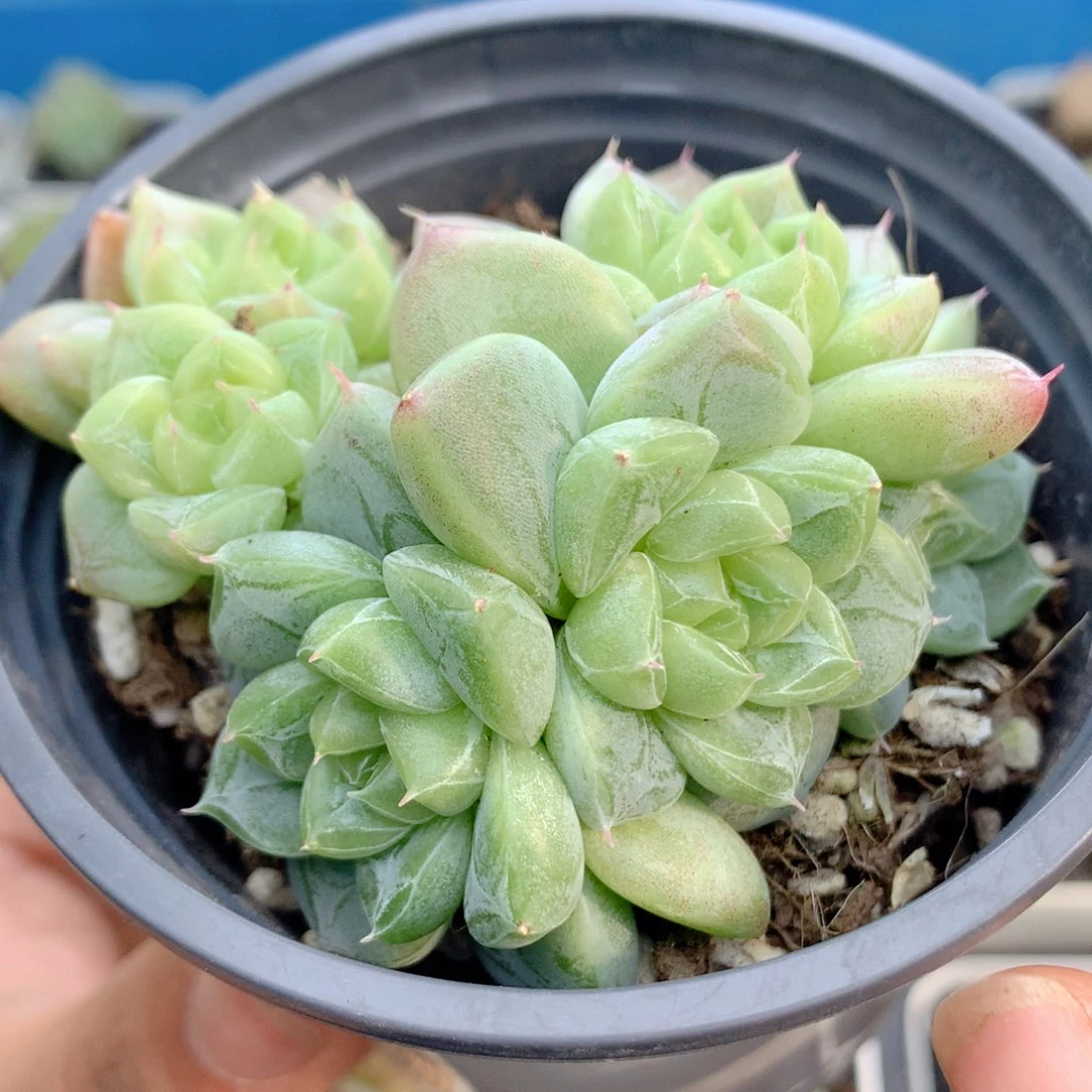 58包邮 群生不包整20