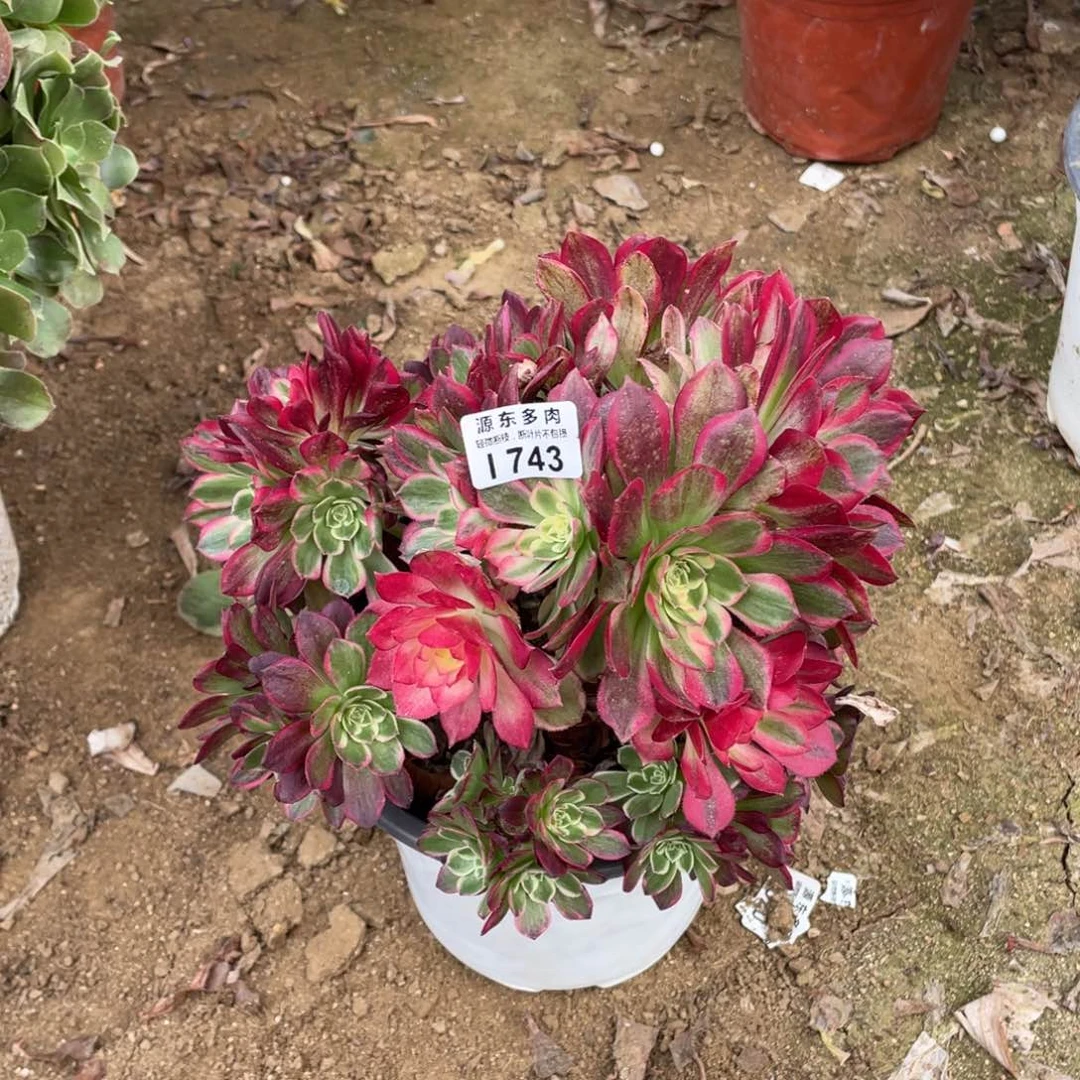 743火龙果多肉法师断枝不包