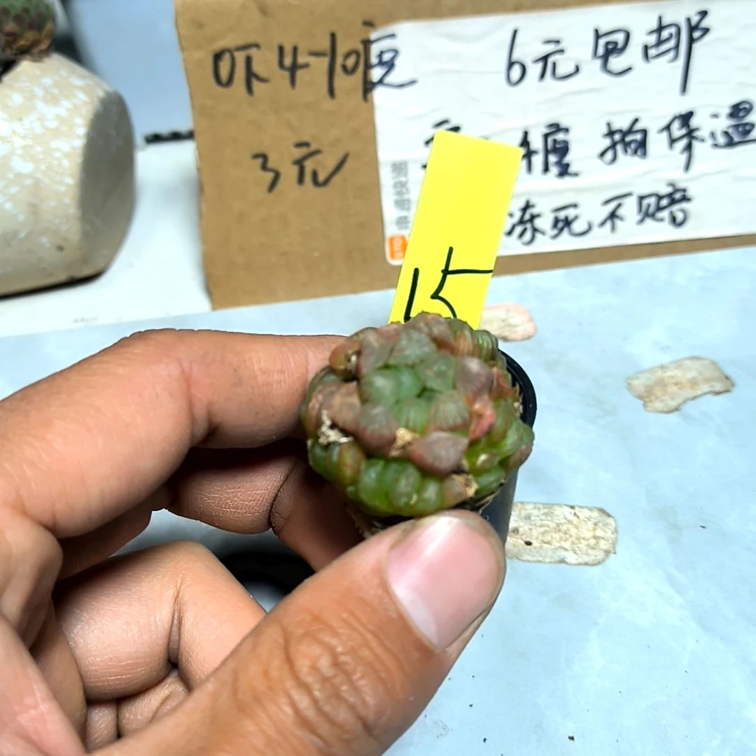 满6元包邮，#15冰灯带崽小小小