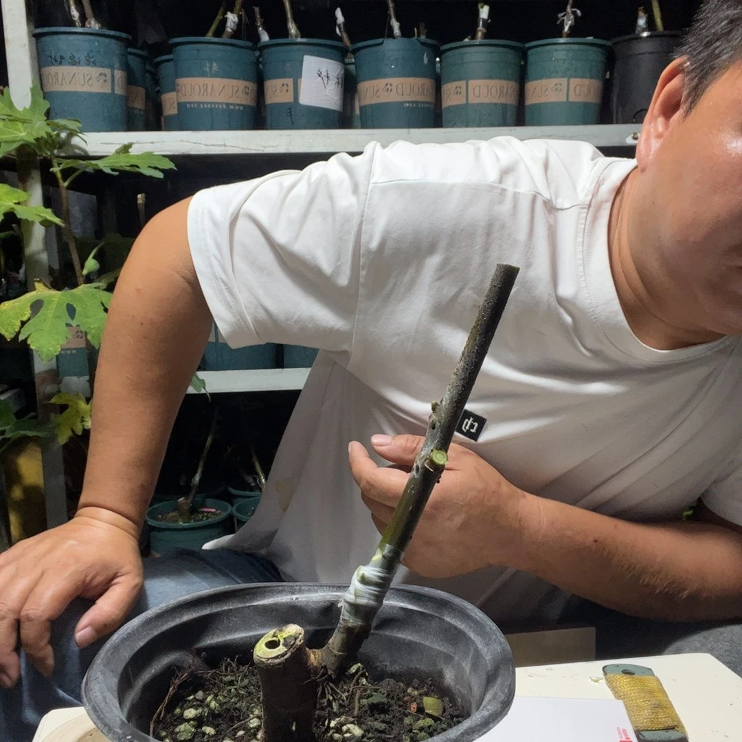 直播间一物一拍艾米塔