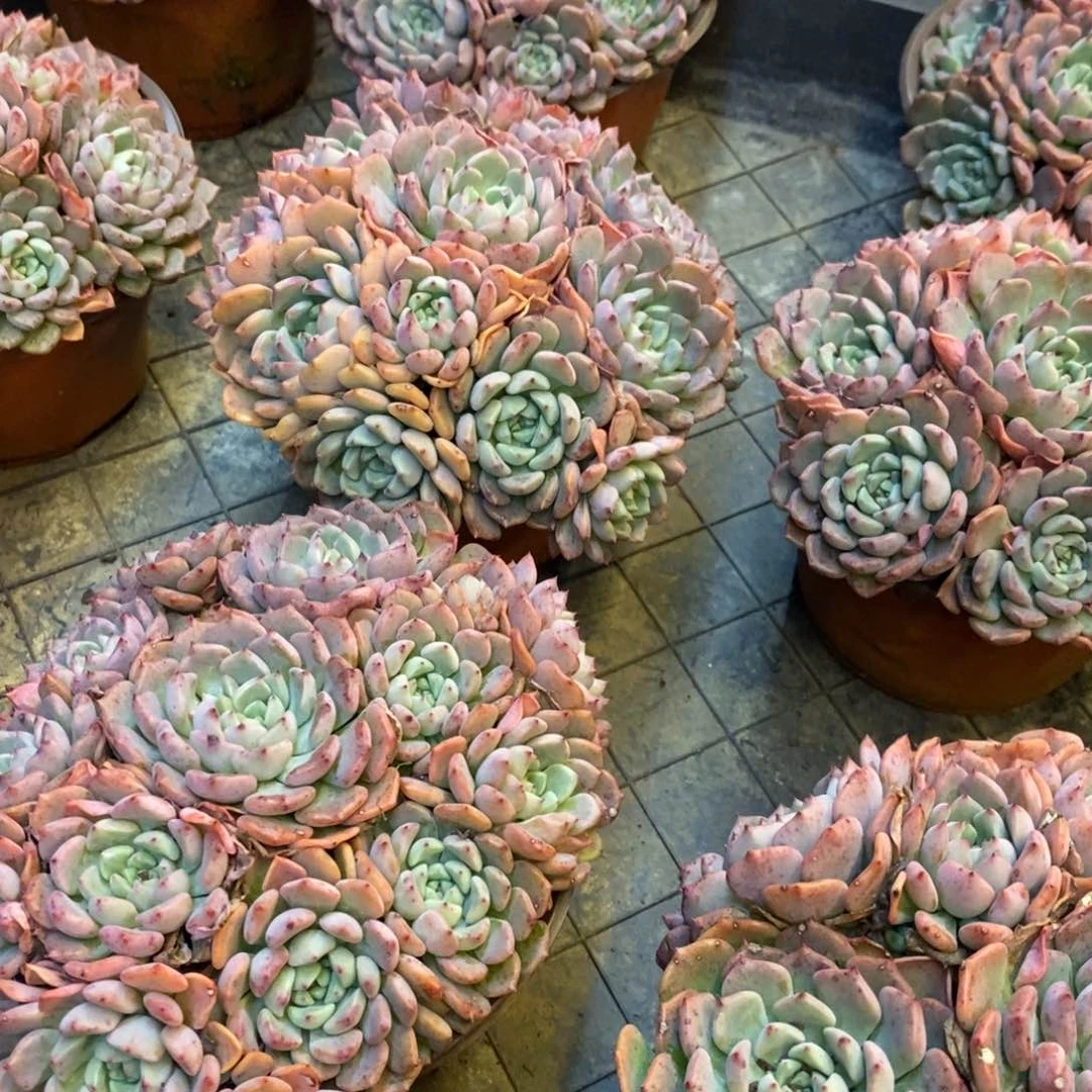 161。可爱泡泡。群生。