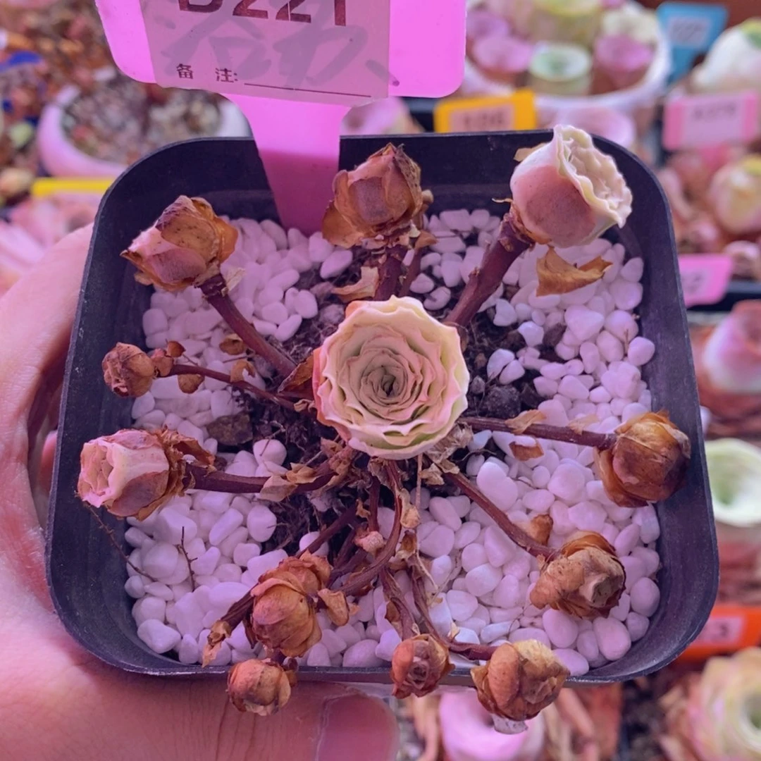 執***嬅山地玫瑰一物一拍221