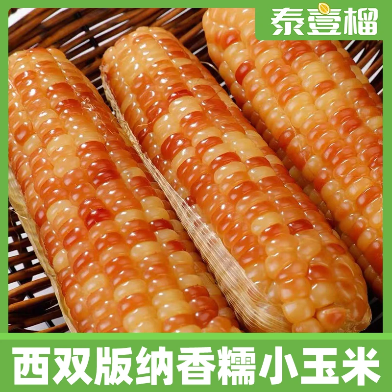 西双版纳香糯小玉米2斤3斤5斤真空独立包装糯玉米棒TY