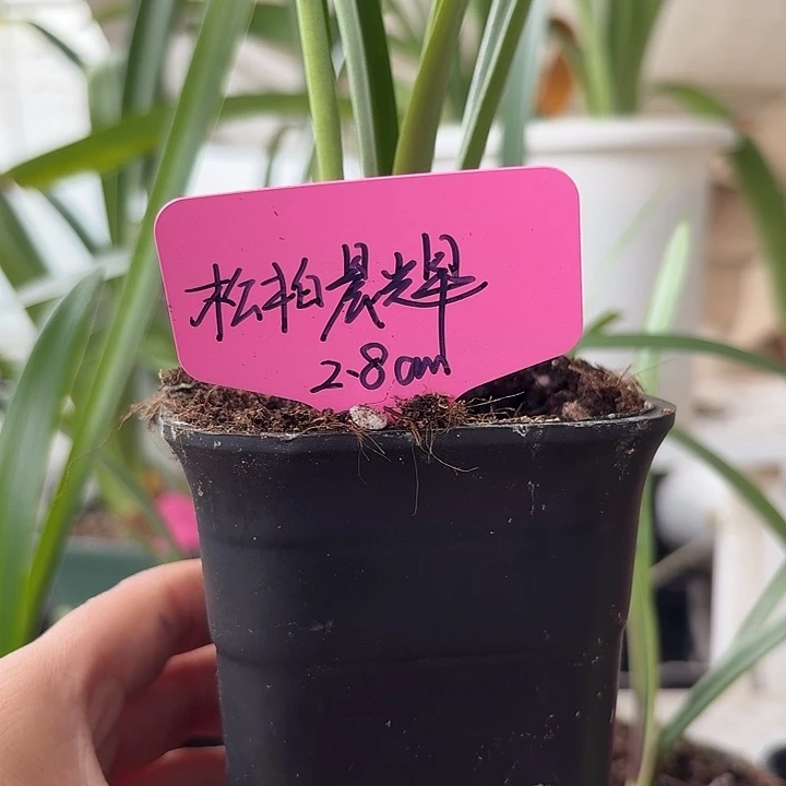无花朵松柏辰辉朱顶红直径2.8