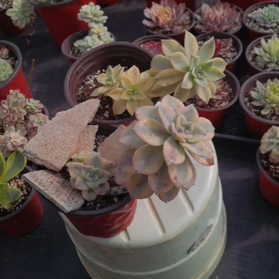 胧月白覆轮锦+紫乐白覆轮