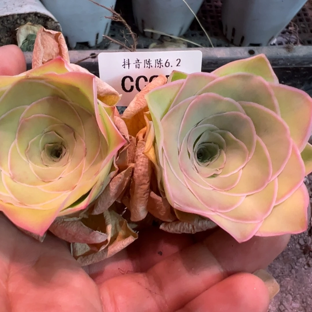 陈陈952帕美多肉