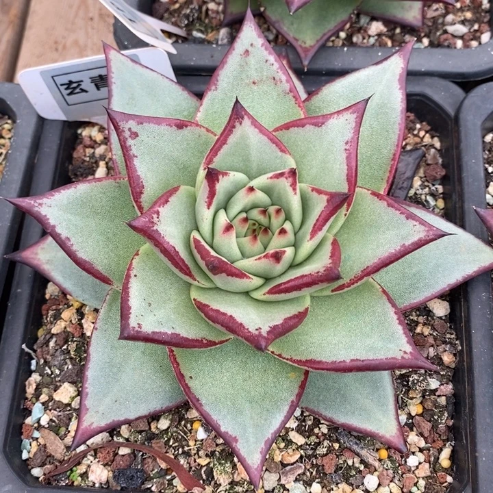 D577- 直播福利 乌木