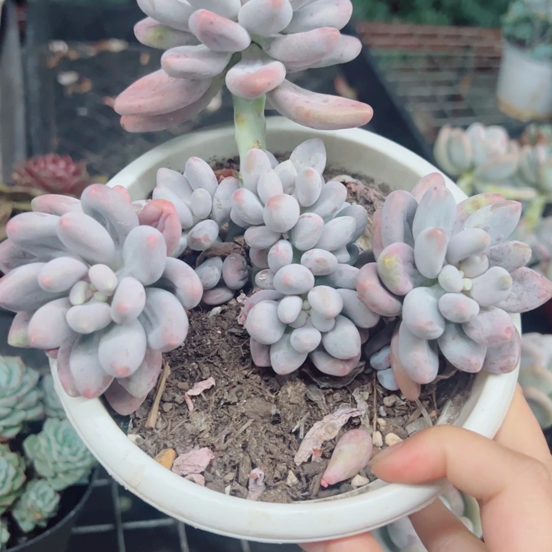 汤圆杂整装整群老桩