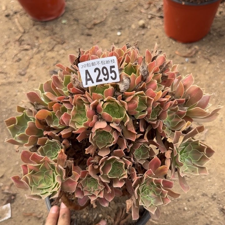 女巫中班……多肉植物……