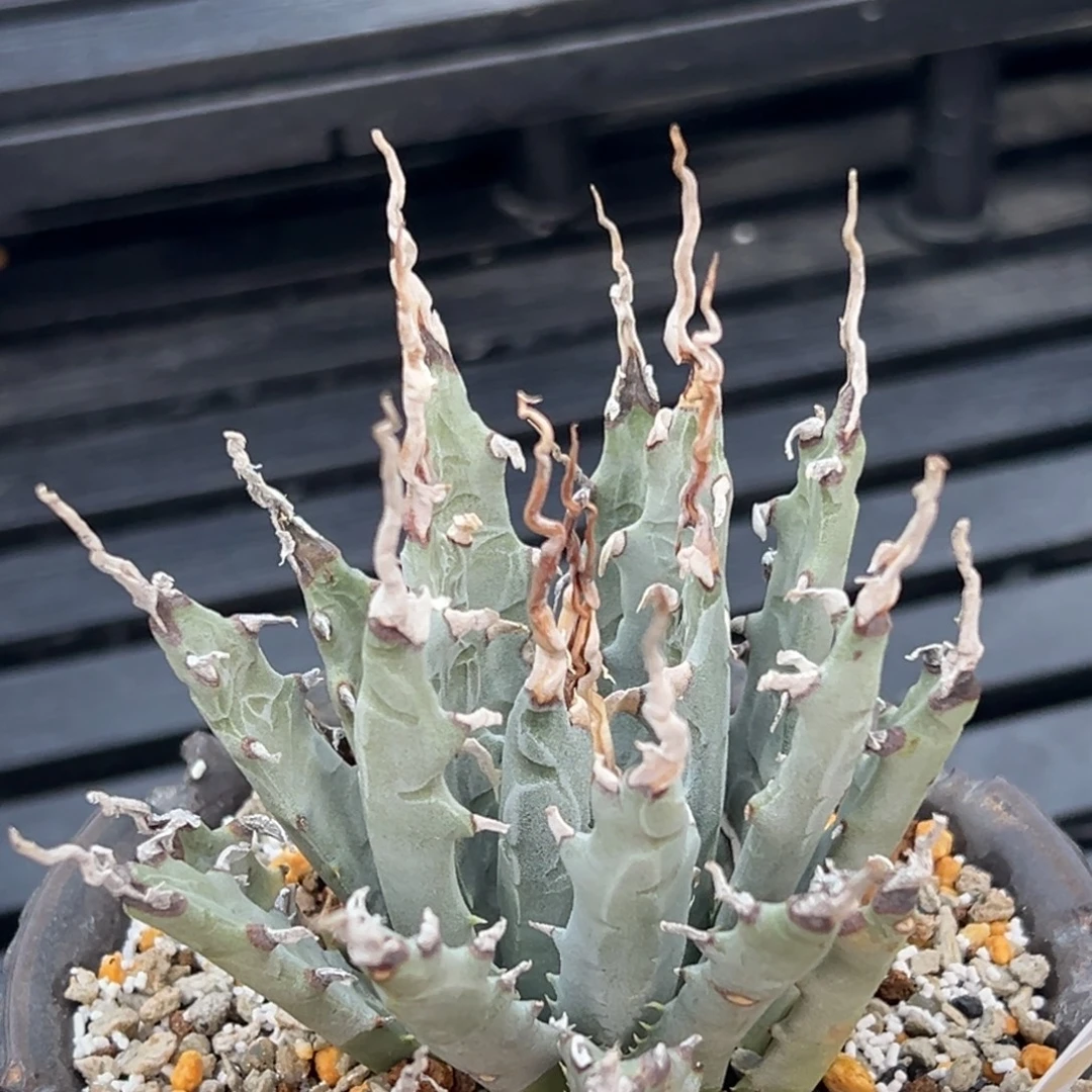 无花朵妖炎熟桩带盆 8折价 折叠刺