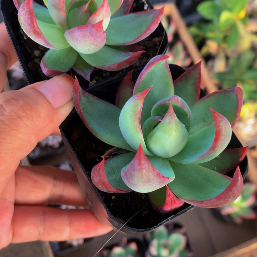 惊鸿仙子 优先（满9.99包邮不满9.99发叶子）