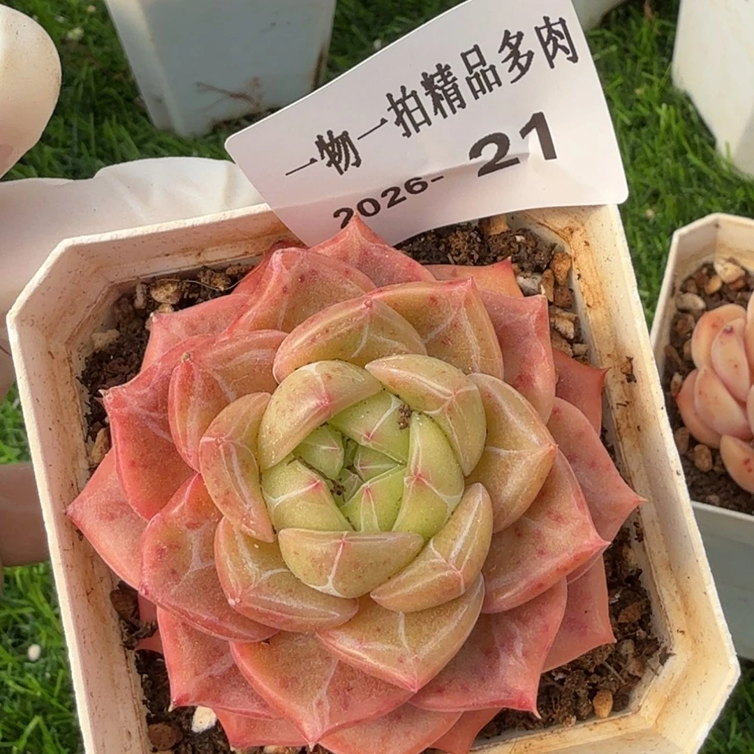 0101-21多肉一物一拍