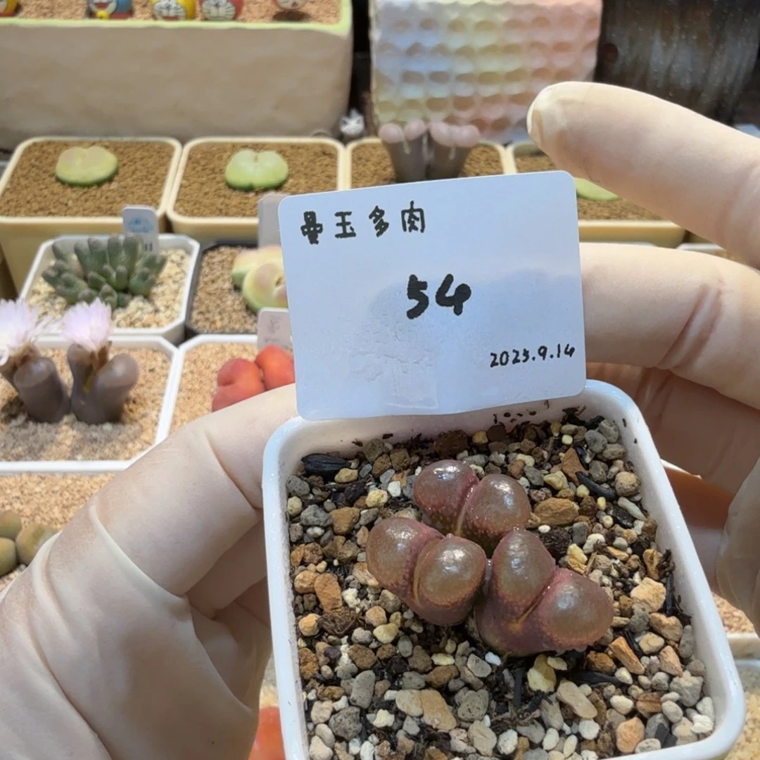 *****多肉多肉多肉9.14-054红风铃