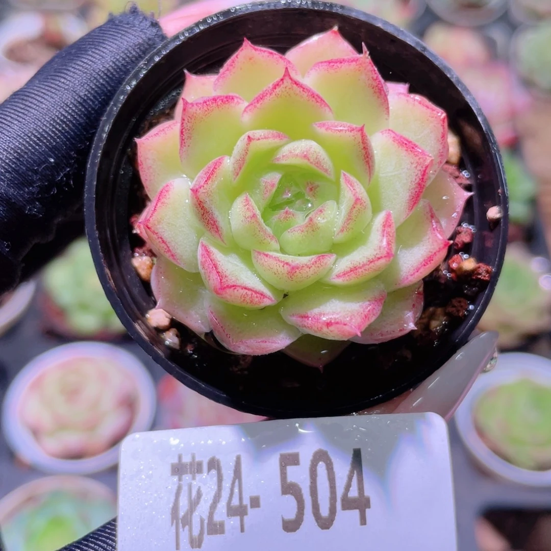 花利美24-504女王玫瑰