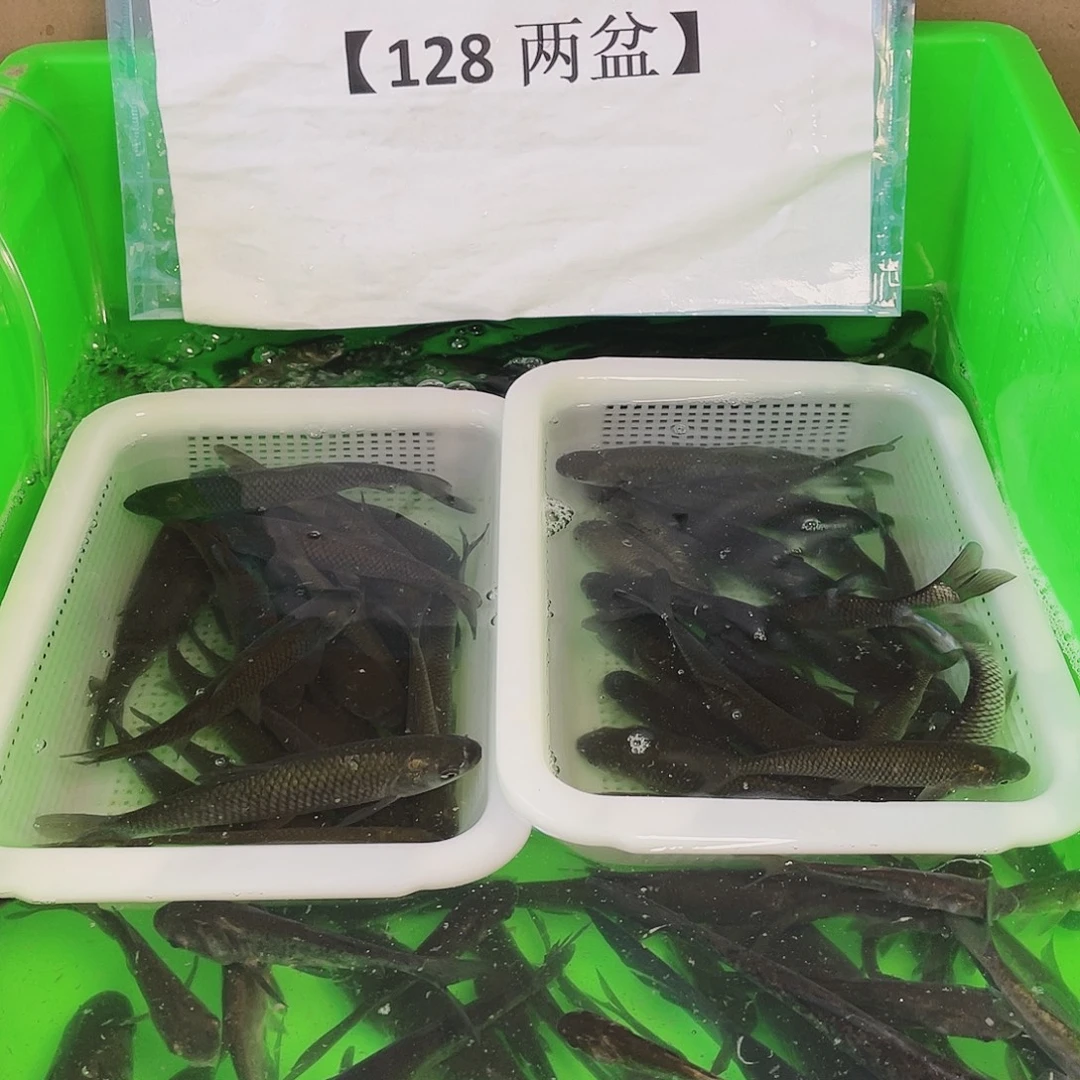 工具鱼草鱼9-11厘米100tiao