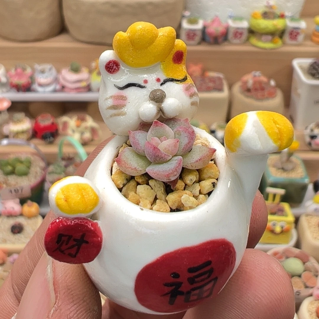 多肉植物实付9.9元包邮217号