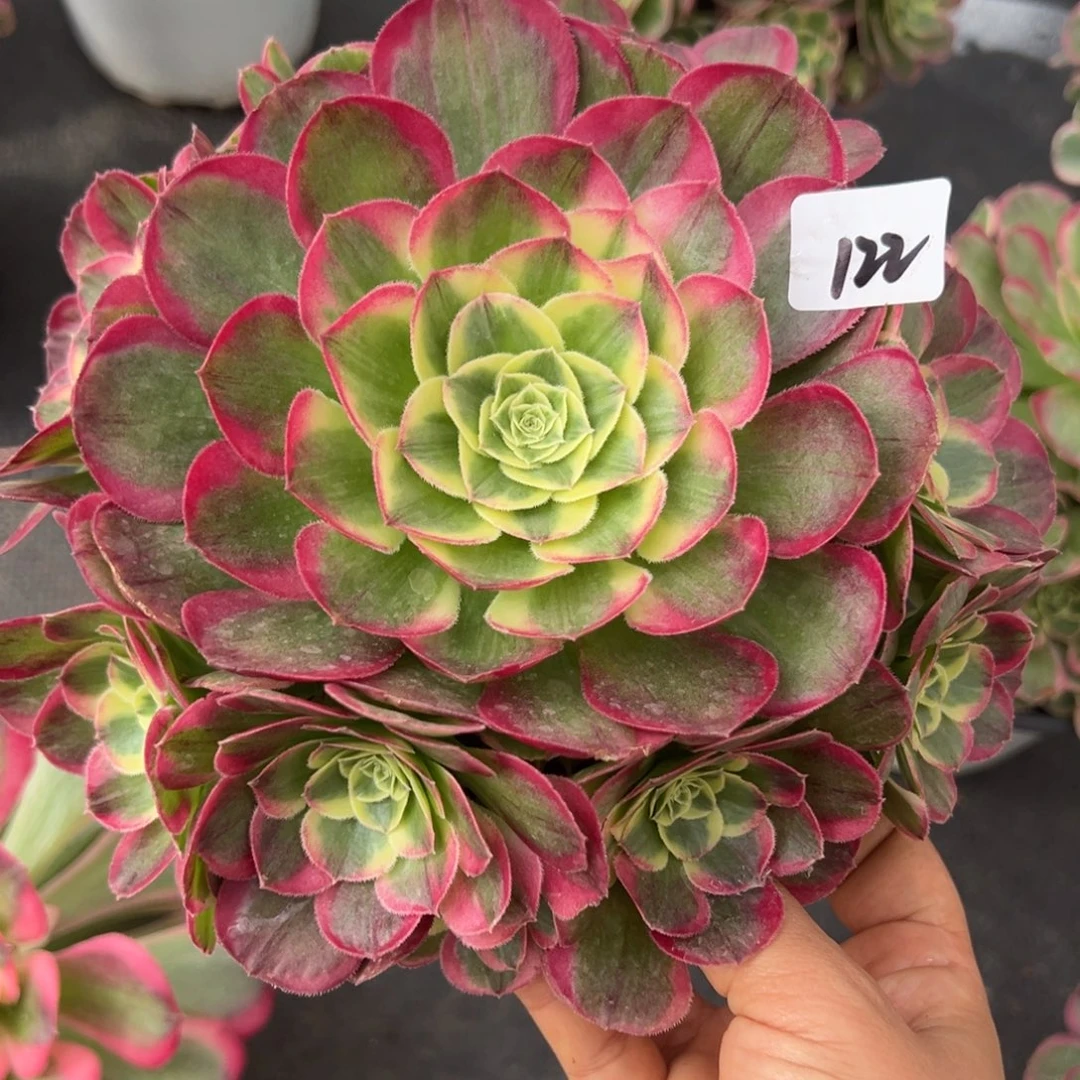 122镜花水月多肉椅子