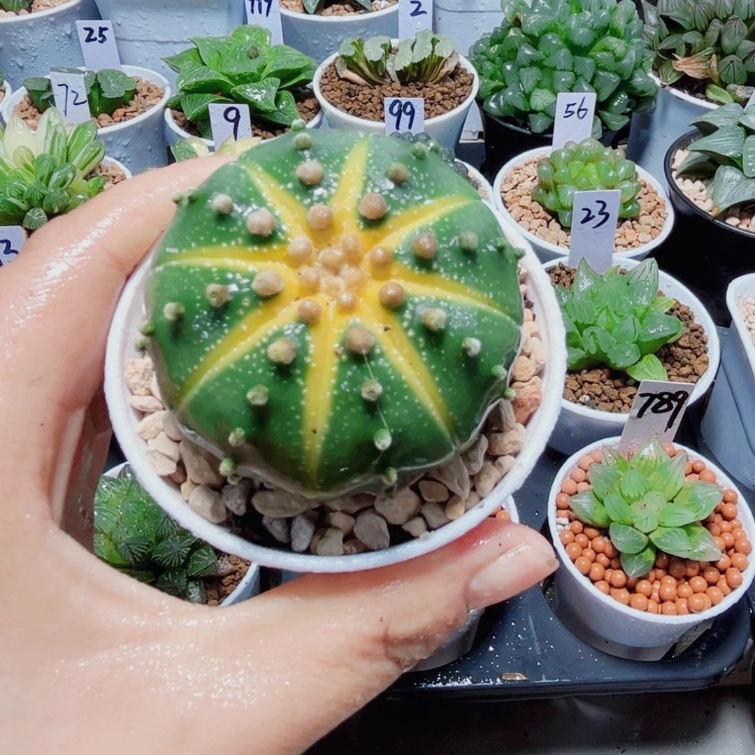 星兜锦小南瓜多肉植物