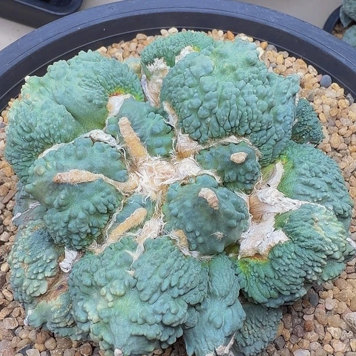 外星怒家的河豚绵羊血怒