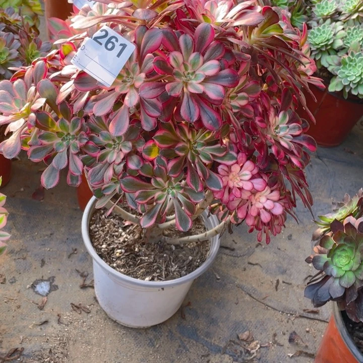 亲**然多肉丽纳法师261