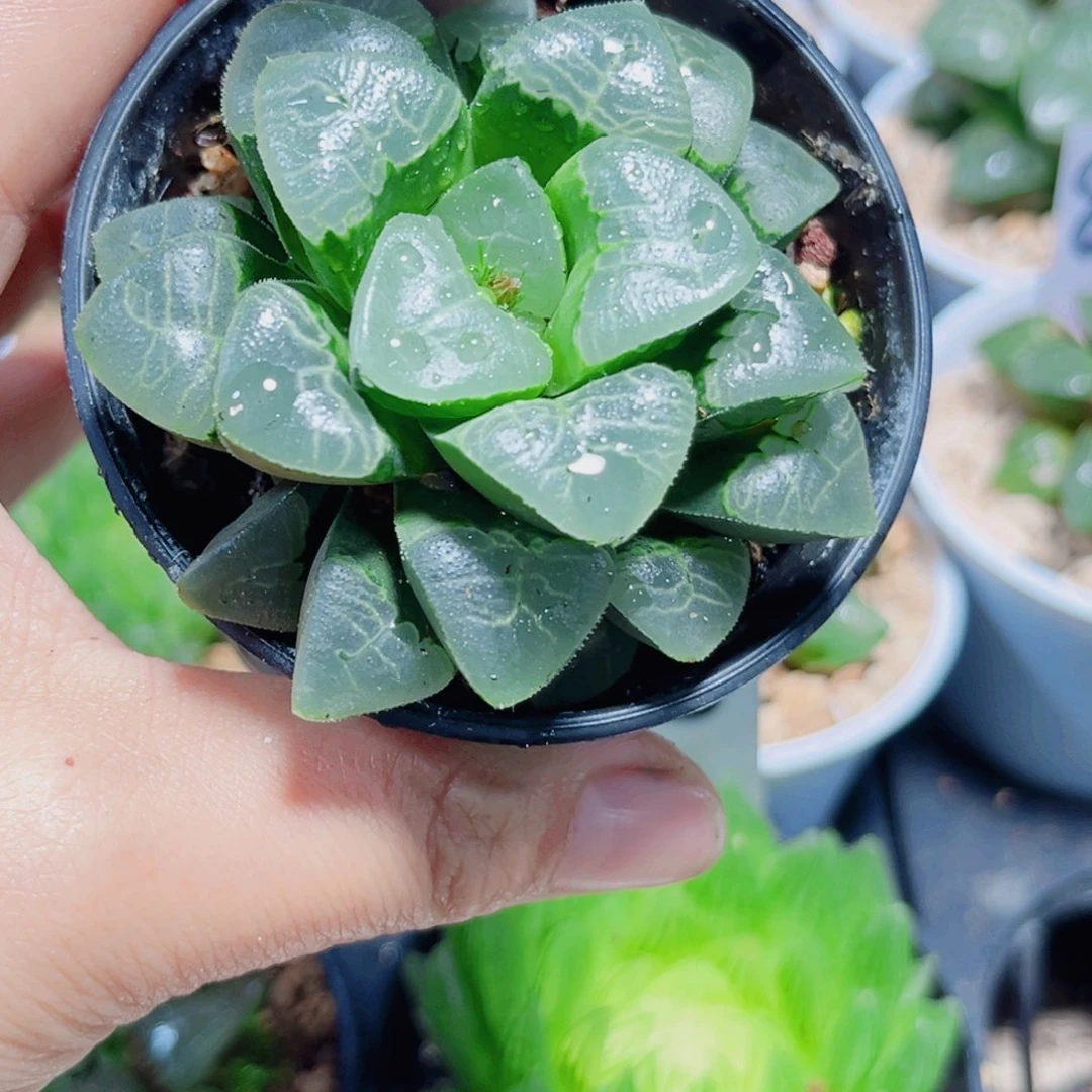 祥云克多肉植物666