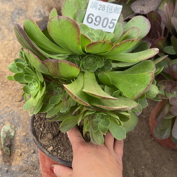 6905南花月夜多肉植物