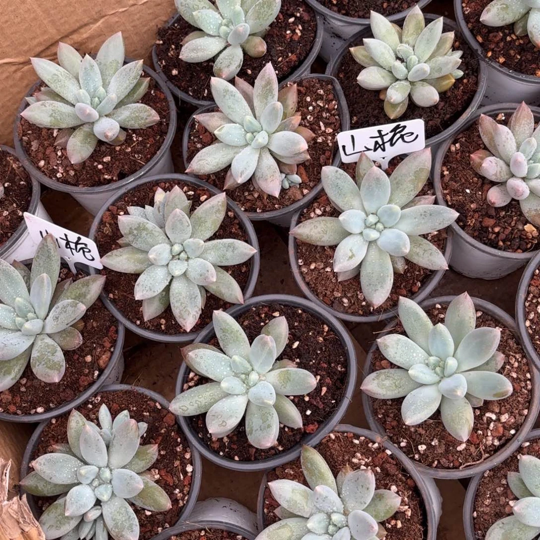 山*山治妹妹的哥特萝莉两个胖